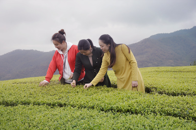 成都茶艺师培训学校有哪些? 天晟茶艺培训学校 